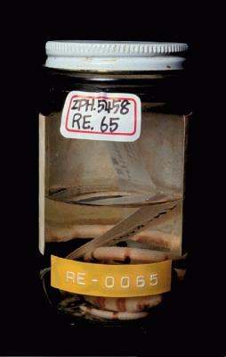 環紋赤蛇藏品圖，第5張