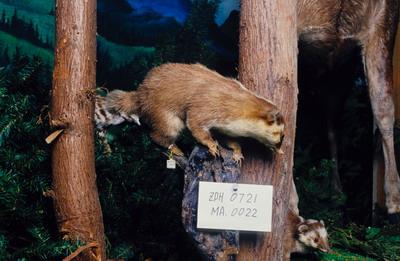 鼬獾藏品圖，第2張