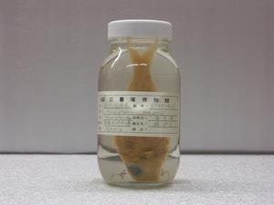 斐氏金線魚藏品圖，第1張