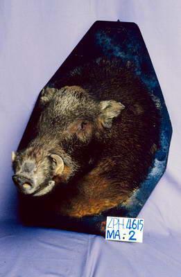 Formosan Wild Boar Collection Image, Figure 6, Total 14 Figures