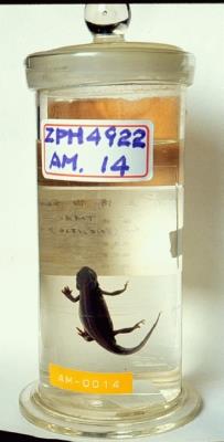 Accession Number:TMAC0002 Collection Image, Figure 5, Total 13 Figures