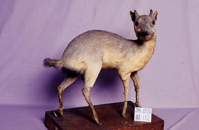 山羌藏品圖，第2張