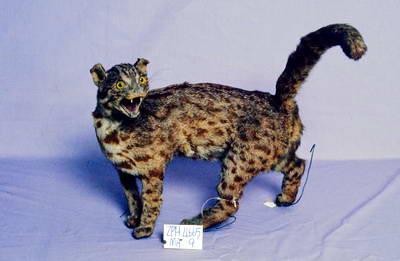 Leopard Cat Collection Image, Figure 2, Total 12 Figures