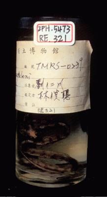 大頭蛇藏品圖，第5張