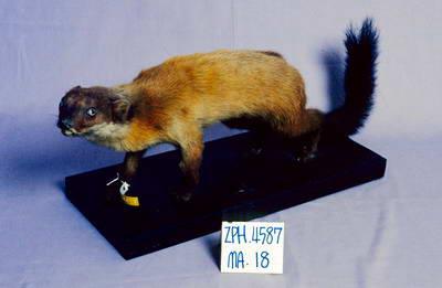 Formosan Yellow-throated Marten Collection Image, Figure 2, Total 12 Figures