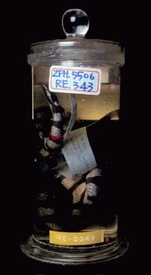 黃唇青斑海蛇藏品圖，第5張