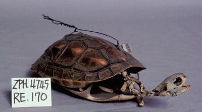 Chinese striped-neck turtle Collection Image, Figure 2, Total 13 Figures