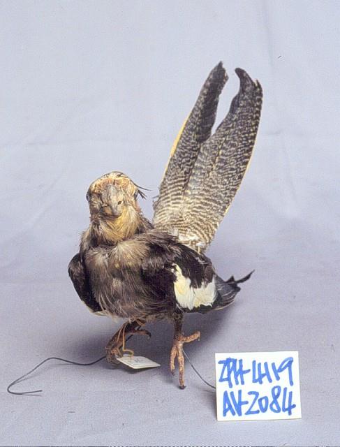 于非廠 花鳥冊頁2 A superb pair of red pottery bird-form vessels Qijia culture