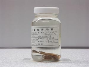 圓眼燕魚藏品圖，第1張