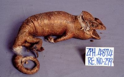高冠變色龍藏品圖，第4張