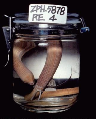 Formosan legless lizard Collection Image, Figure 3, Total 7 Figures