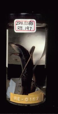 Long-tailed skink Collection Image, Figure 4, Total 9 Figures