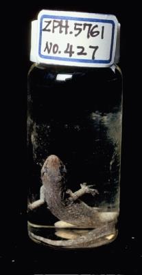 蝎虎藏品圖，第4張
