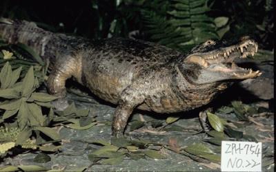 Saltwater Crocodile Collection Image, Figure 3, Total 15 Figures