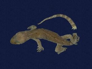 鉛山壁虎藏品圖，第5張