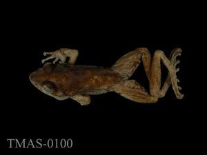 Swinhoe's brown frog Collection Image, Figure 5, Total 11 Figures