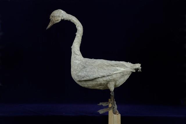 鵠藏品圖，第4張