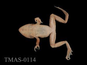 Japanese wrinkled frog Collection Image, Figure 6, Total 13 Figures