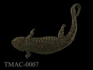 Accession Number:TMAC0007 Collection Image, Figure 6, Total 15 Figures