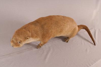 Chinese River Otter Collection Image, Figure 3, Total 11 Figures