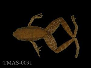 Swinhoe's brown frog Collection Image, Figure 6, Total 11 Figures