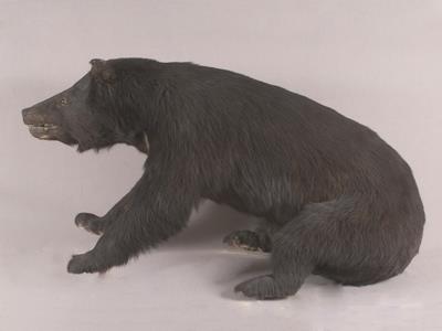 Formosan Black Bear Collection Image, Figure 5, Total 13 Figures