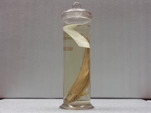 香魚藏品圖，第2張