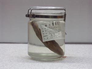 金鰭鼓氣鱗魨藏品圖，第2張