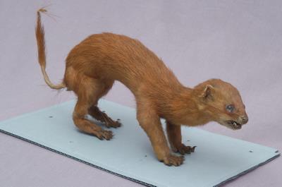 黃鼠狼藏品圖，第3張