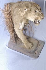 Lion Collection Image, Figure 5, Total 14 Figures