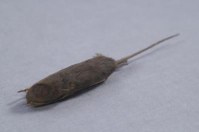 家鼷鼠藏品圖，第3張