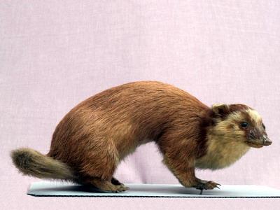 鼬獾藏品圖，第3張