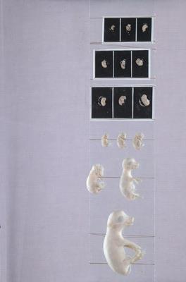 豚(家豬)(發生過程)藏品圖，第3張