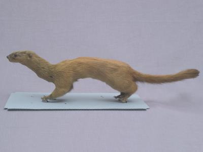 Golden Weasal Collection Image, Figure 3, Total 11 Figures