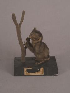 Formosan Rock-monkey Collection Image, Figure 3, Total 15 Figures