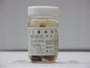 大鱗短額鮃藏品圖，第2張