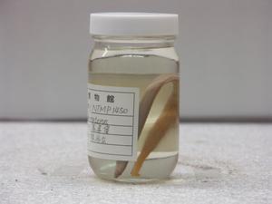 大鰭蟲鰻藏品圖，第2張