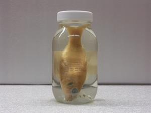 斐氏金線魚藏品圖，第2張