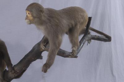 Formosan Rock-monkey Collection Image, Figure 3, Total 7 Figures