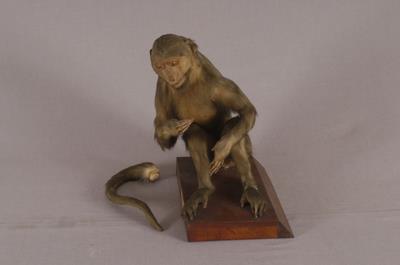 臺灣獼猴藏品圖，第3張