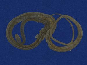 Big-eyed rat snake Collection Image, Figure 5, Total 9 Figures