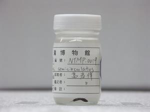 疊波蓋刺魚藏品圖，第2張