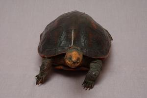 斑龜藏品圖，第3張