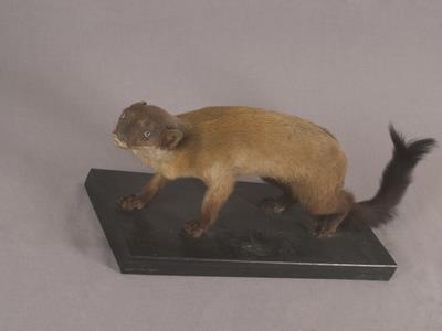 Formosan Yellow-throated Marten Collection Image, Figure 3, Total 12 Figures
