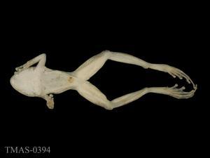 太田樹蛙藏品圖，第4張