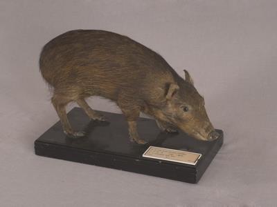 Formosan Wild Boar Collection Image, Figure 3, Total 16 Figures