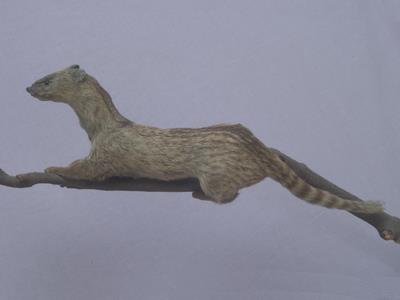 麝香貓藏品圖，第3張