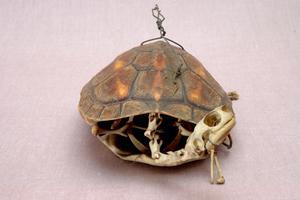 Chinese striped-neck turtle Collection Image, Figure 3, Total 13 Figures