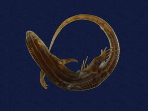 Shanghai Elegant Skink Collection Image, Figure 5, Total 9 Figures