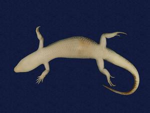 Formosan Chinese skink Collection Image, Figure 6, Total 10 Figures